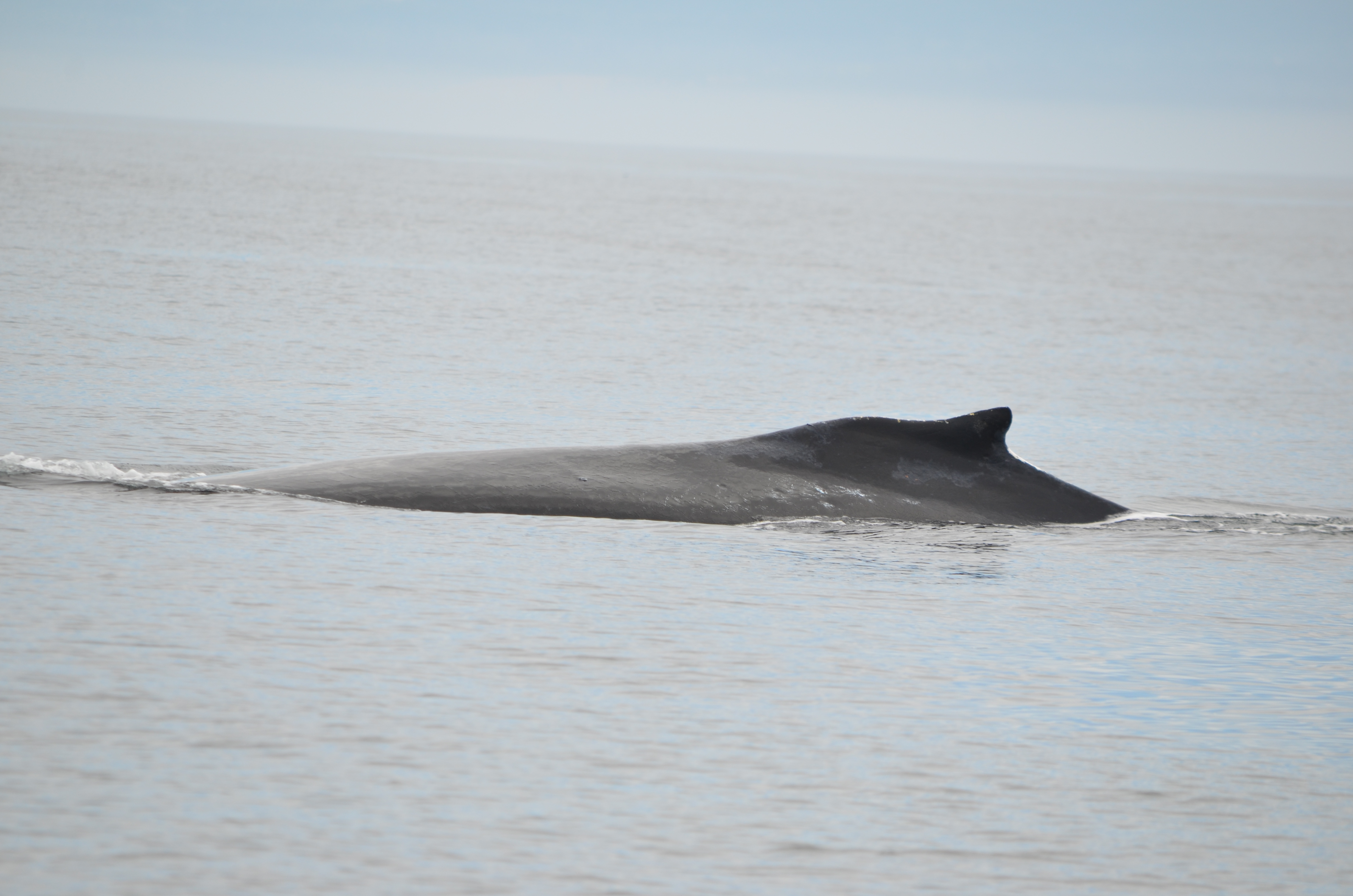 photos/wildlife/Mammal_Species/Humpback Whale/DSC_0069.JPG